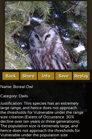 Owls Great Puzzle screenshot 3