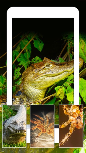 Snakes, Spiders, Lizards and Reptiles - Animals Wallpapers(圖3)-速報App