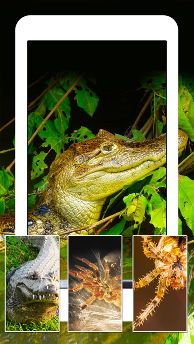 How to cancel & delete Snakes, Spiders, Lizards and Reptiles - Animals Wallpapers from iphone & ipad 3