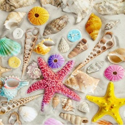 Seashells Live Wallpaper