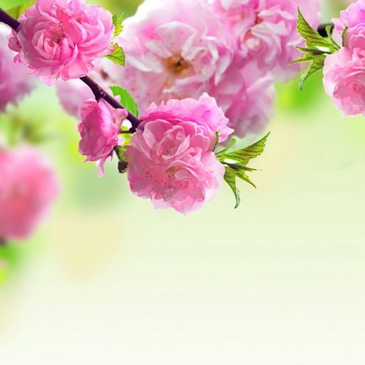 Spring Wallpapers HD: Quotes Backgrounds with Art Pictures icon