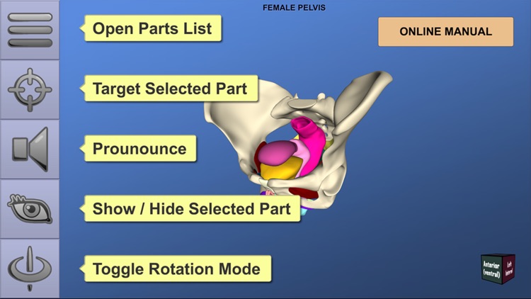 Understanding Female Pelvic Anatomy in 3D