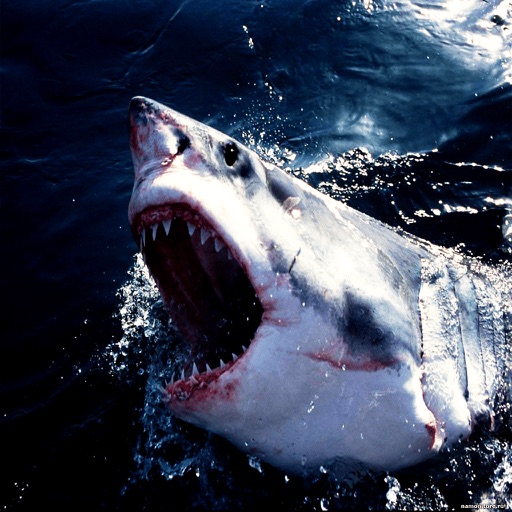 Hungry Sharks Attack Simulator Pro - Great White Fish Revenge Underwater icon