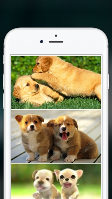 How to cancel & delete Cute Puppies Wallpapers  - dog pictures for free! from iphone & ipad 4