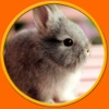 friendly rabbits for kids - no ads