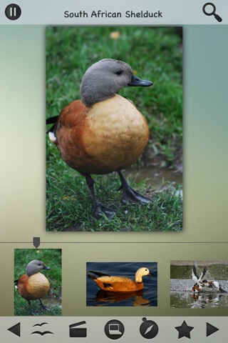 Ducks, Geese and Swans screenshot 3