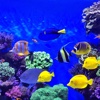 Aquarium for Beginners: Husbandry and Natural History，Selection