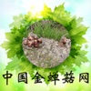 中国金蝉菇网