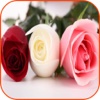 Roses Wallpaper HD Roses Information And Games