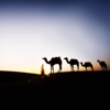 Camel Wallpapers HD: Quotes Backgrounds with Art Pictures
