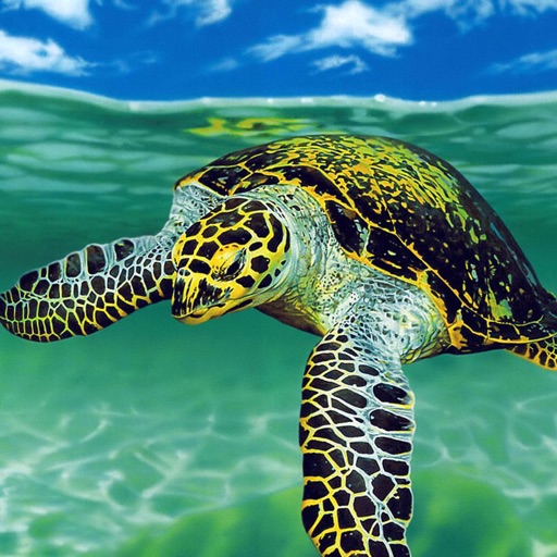 Sea Turtle Wallpapers HD: Quotes Backgrounds with Art Pictures icon