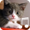 Cat Relaxing Sounds and Pictures-Free app for toddlers and kids who love crazy kittens to relax and calm down