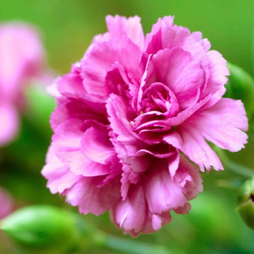 Carnation Wallpapers HD: Quotes Backgrounds with Art Pictures icon