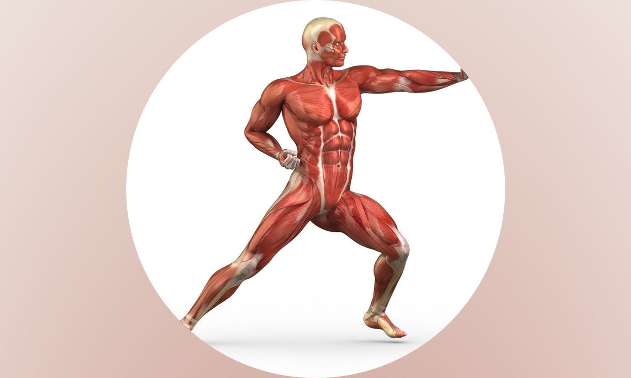 Human Muscles Guide +