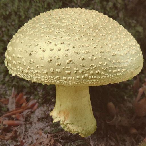 Paddenstoelen herkennen