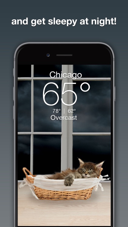 Weather Kitty