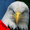 Eagle Photos & Video Galleries FREE