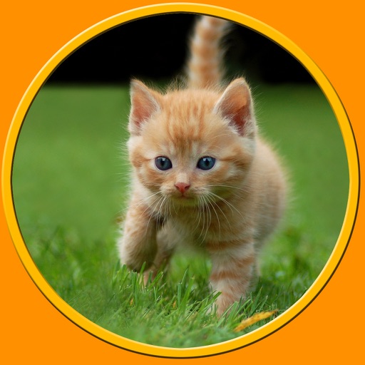 beautiful amazing cats for kids - no ads icon