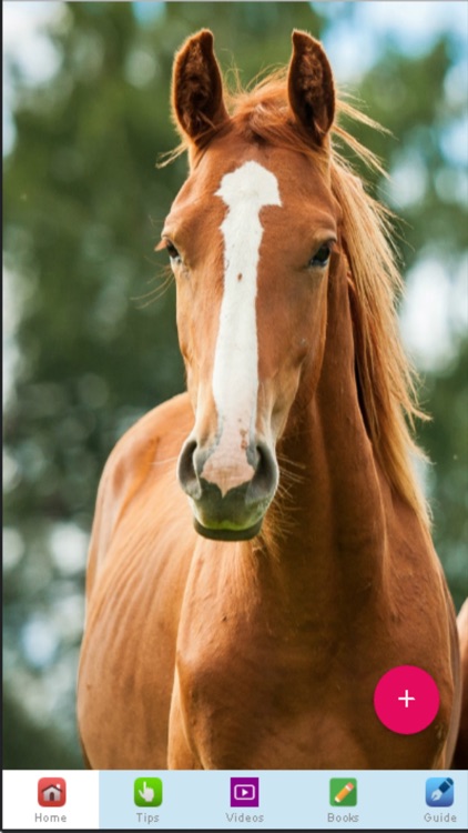 Horse Training - Learn How to Train a Horse