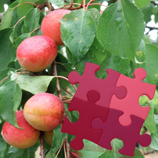 Fruits Puzzles Box icon