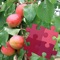 Fruits Puzzles Pro - is a great way to have fun while you are learning new things, with great photos and  detailed info