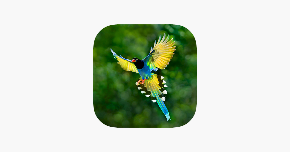 bird-guide-offline-bird-identification-app-en-app-store