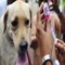 ymptoms Of Rabies is an app that includes helpful information on the symptoms of rabies