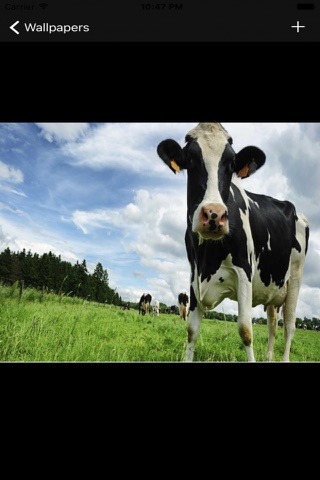 Best Cow Wallpapers screenshot 2