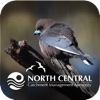 NCCMA Birds of Gunbower Forest