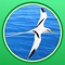 Puerto Rico and Virgin Islands Birds in photos and audio is a bilingual app for iPhone/iPod that provides at your fingertips a mini-encyclopedia for all of the 390 bird species of Puerto Rico and the Virgin Islands, with extensive text, visual and audio resources