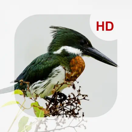 Animals & Birds HD Wallpaper - Great Collection Cheats