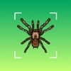 Bug identifier - Spider,insect