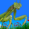 Bugs & Insects VR/AR Kid Game