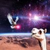 Bird V Camel