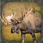 Top 19 Sports Apps Like Moose Hunting Calls - Best Alternatives