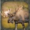 9 Perfect Moose Calls and calling instructions in your pocket always with you