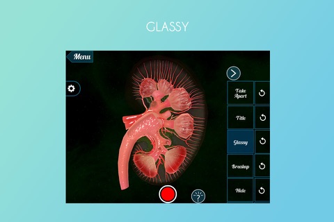 Human Kidney 3D screenshot 4