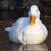 Duck Premium Photos and Videos