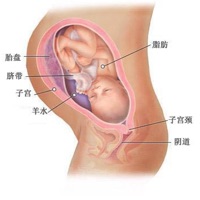 怀孕40周全方位详解 pour PC