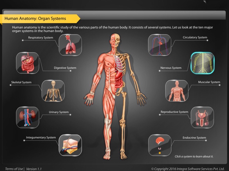 Human anatomy explorer Nervous System