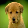 Dog Breeds WallPapers