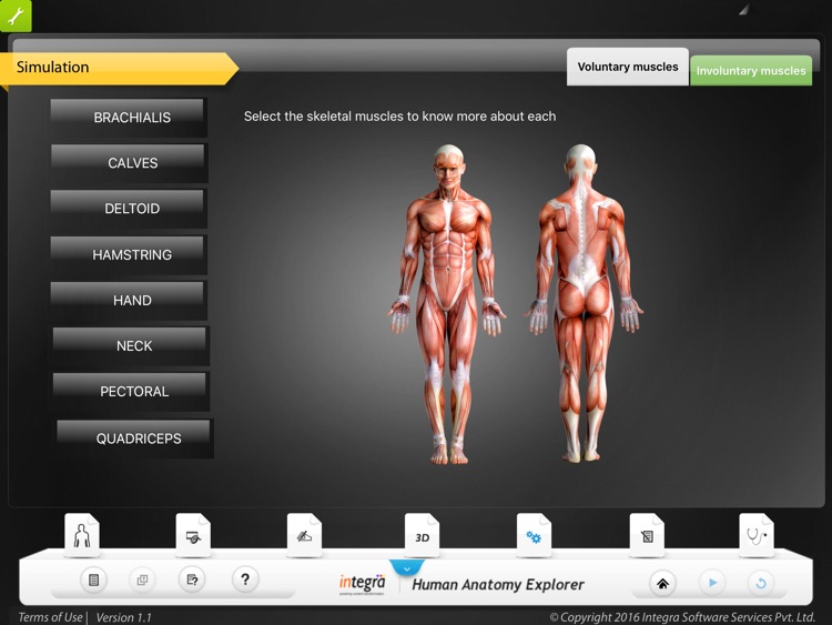 Human Anatomy Explorer - Muscular System