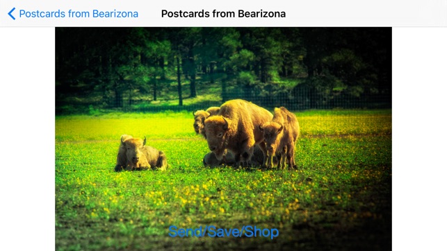 Postcards from Bearizona(圖3)-速報App