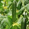 How To Grow Cucumbers is an app that includes some helpful information on how to grow cucumbers