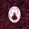 Note Navigator: Viola
