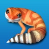 My leopard gecko