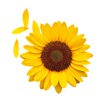 C.R. GIRASOLES Cali