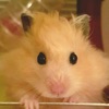 Hamster Wallpaper