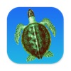 SeaTurtle - Coding for Kids