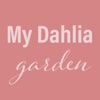 My Dahlia Garden